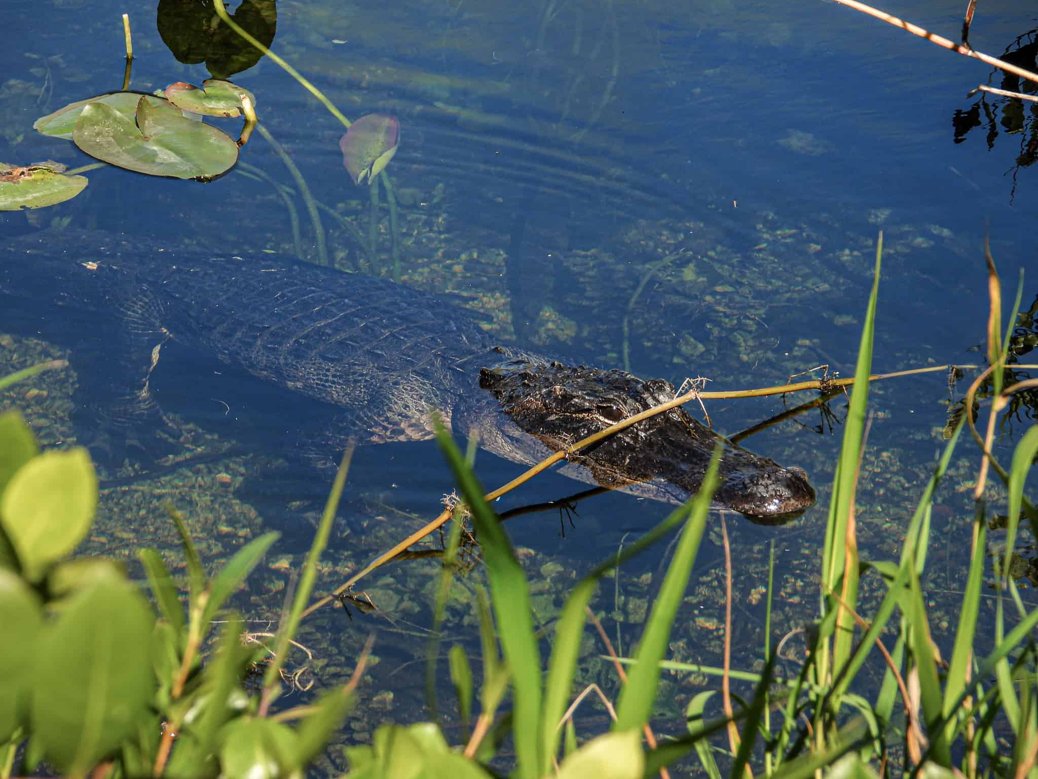 Should You Take Your Baby to the Everglades?