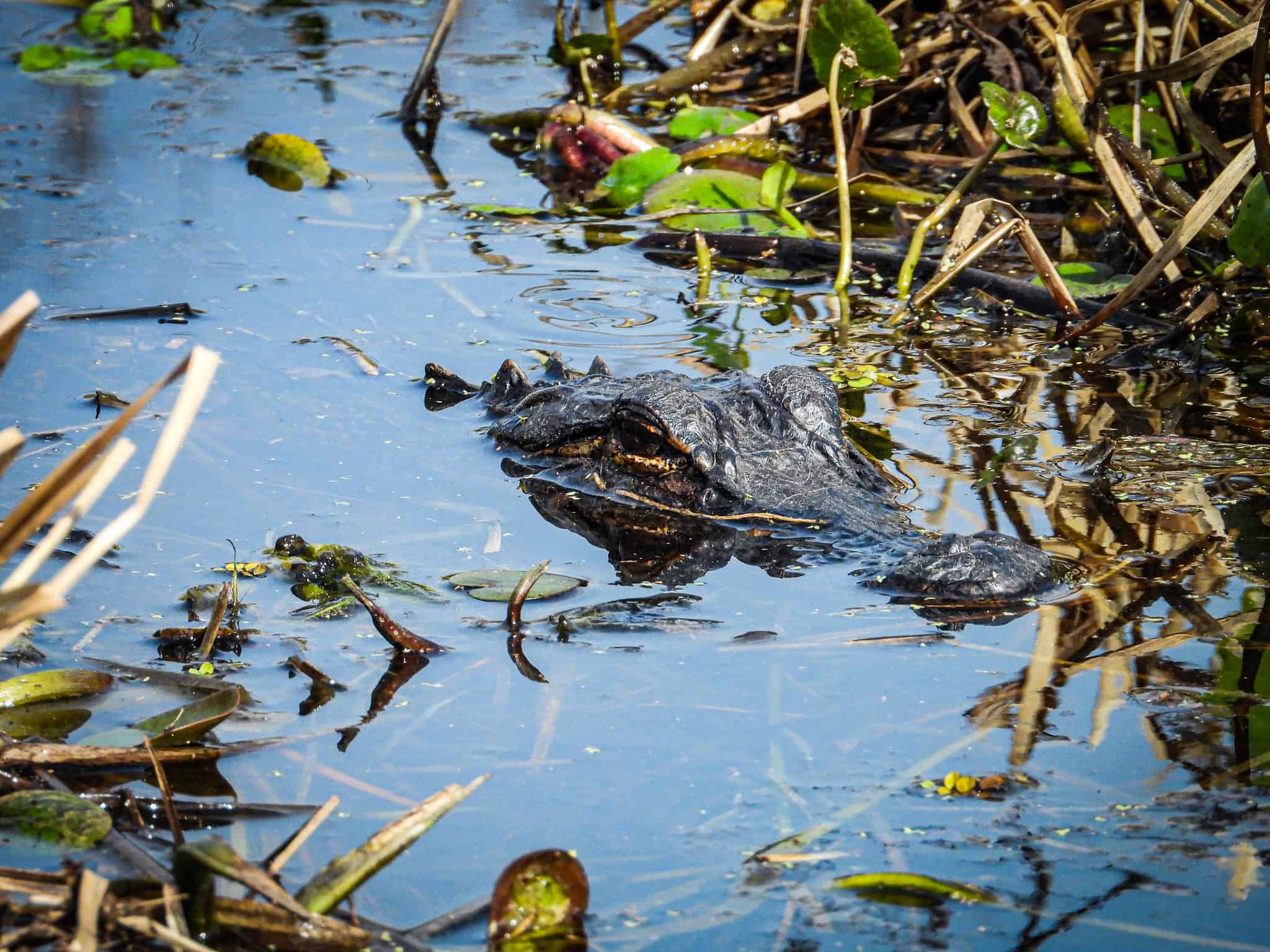 The Best Toddler-Friendly Things to Do in the Everglades