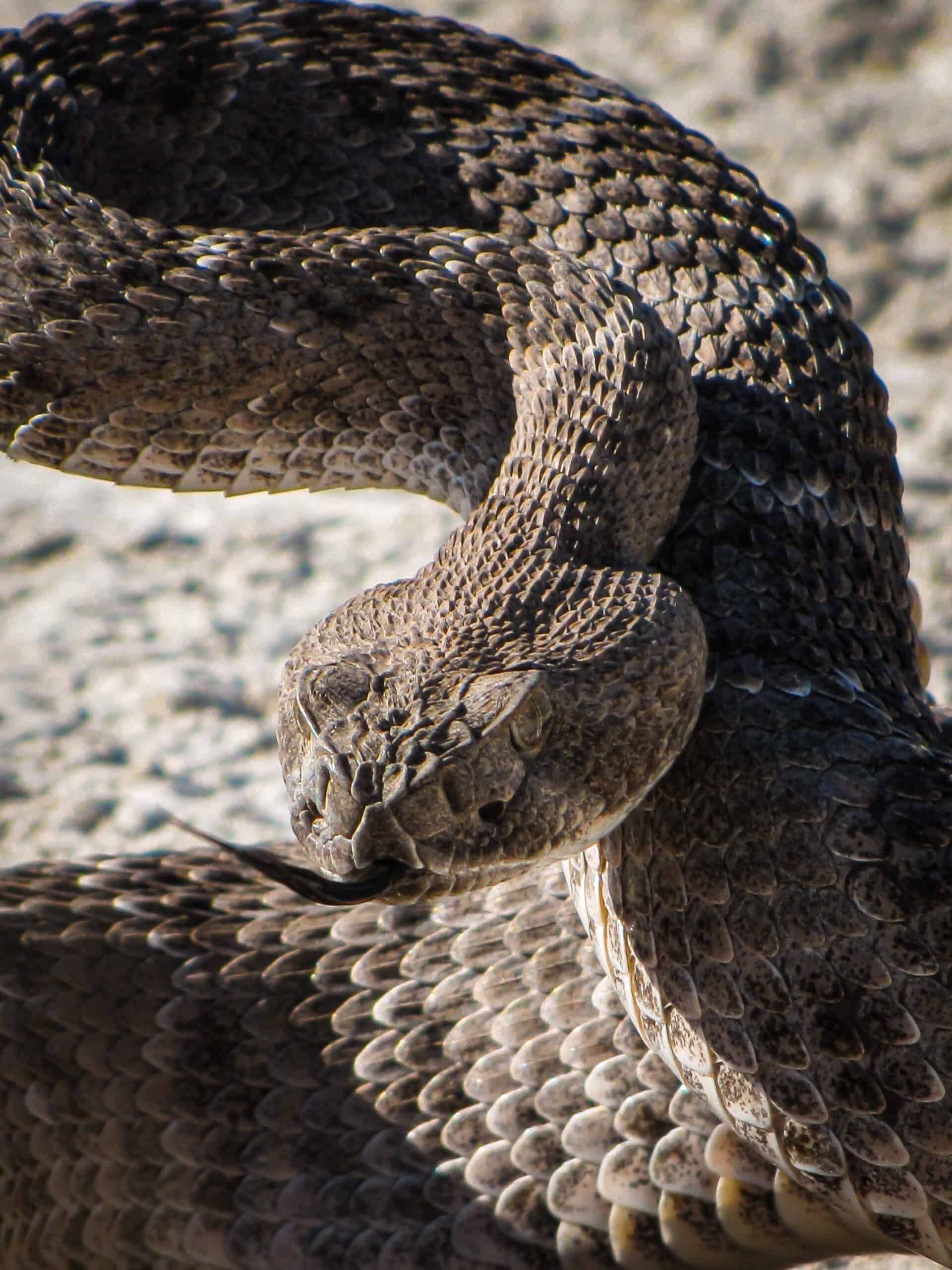 Rattlesnakes in the National Parks