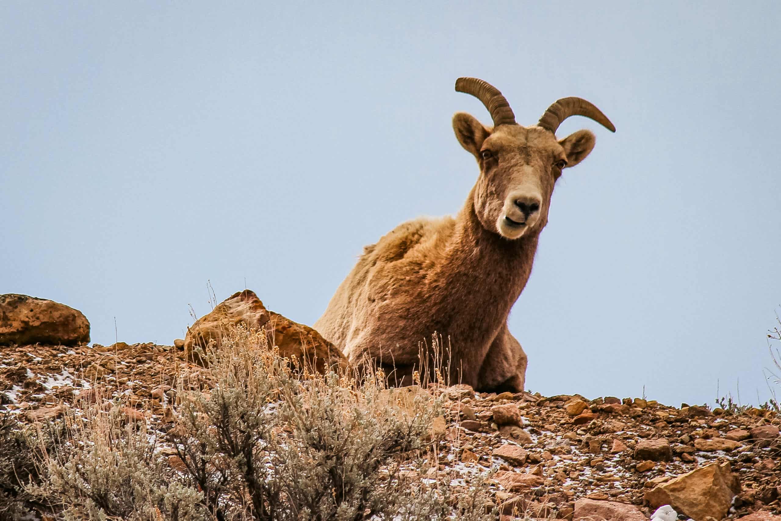 Seeing Wildlife in Black Canyon (Plus FREE Printables!)