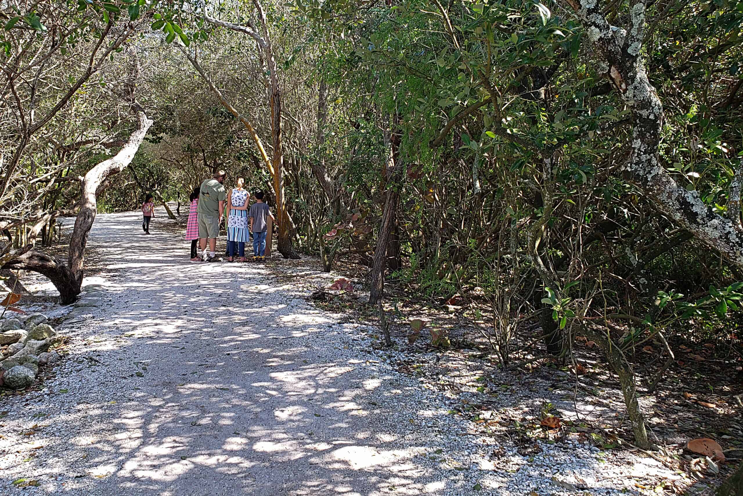 Hiking Mangroves: Can You Walk in a Mangrove Forest?