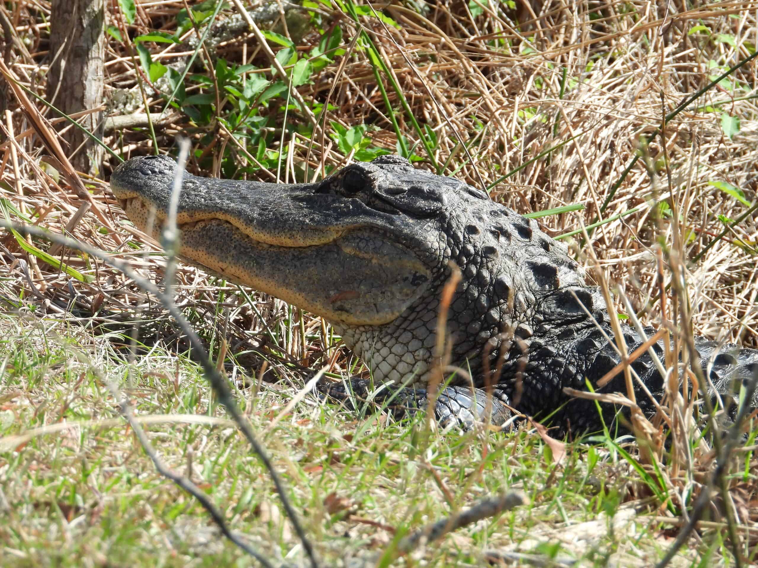 How to See Alligators in the Everglades